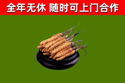 萍乡市回收散虫草
