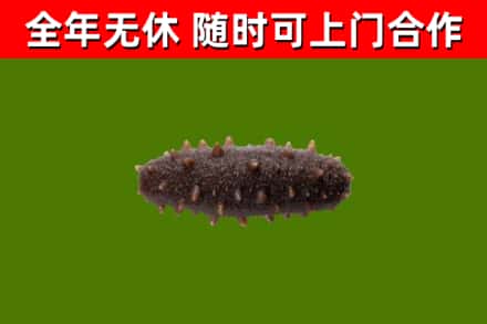 萍乡市回收海参干